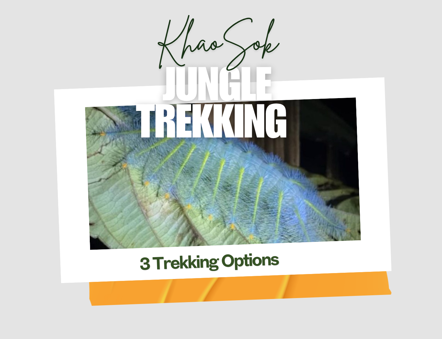 Khao Sok Jungle Trekking