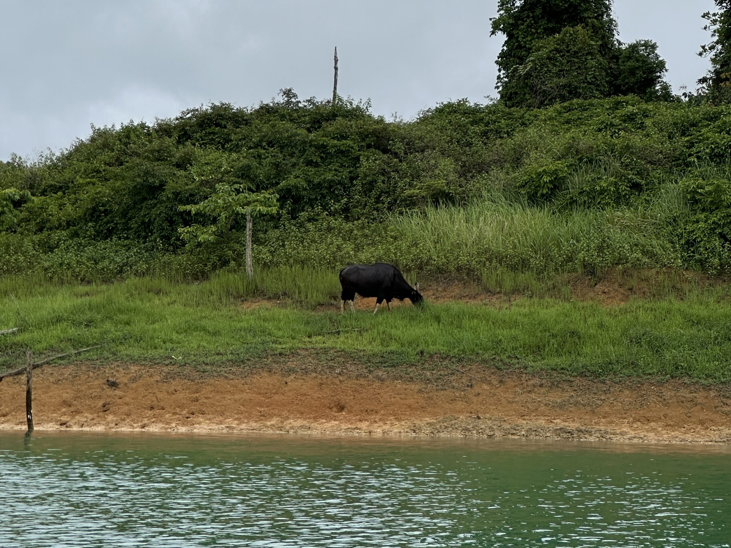 cheow lan lake